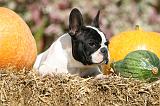 BOULEDOGUE FRANCAIS 1269